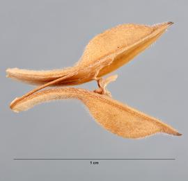   Fruit:   Justicia brandegeeana ; Photo by M. Maher, USDA APHIS PPQ, imageID.idtools.org
